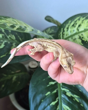 Kronengecko Nachzuchten