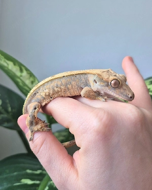 Kronengecko Nachzuchten Bild 3