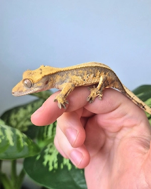 Kronengecko Nachzuchten Bild 4