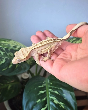 Kronengecko Nachzuchten Bild 2