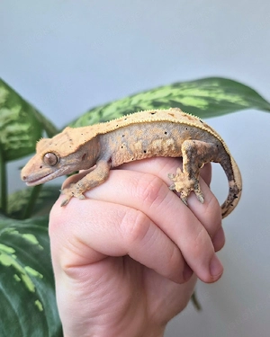 Kronengecko Nachzuchten Bild 5