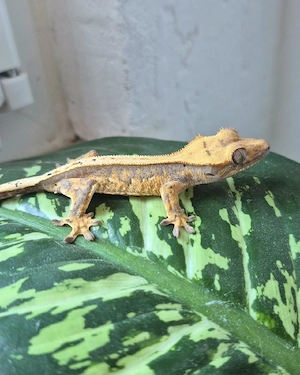 Kronengecko Nachzuchten Bild 6