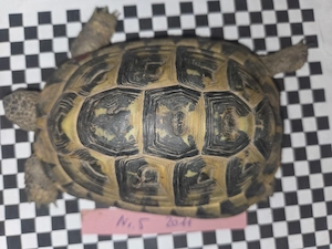 Griechische Landschildkröten Thb