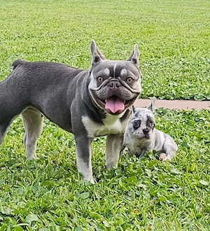 Französische Bulldoggenwelpen suchen ein neues Zuhause