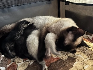 4 süße Katzenbabys abzugeben   Siam-Mix