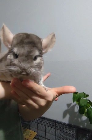 Chinchilla, männlich, 1 Jahr alt