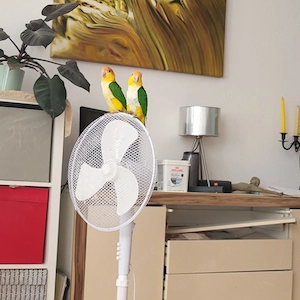 Rostkappenpapagei Pärchen sucht eine neue Familie