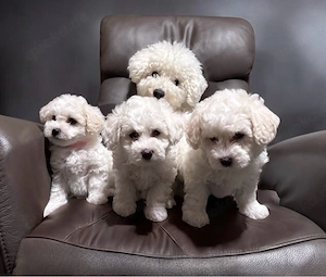 Wunderschöne Bichon Frise Welpen suchen ein liebevolles Zuhause