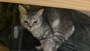 BHK katzen suchen neue Familie