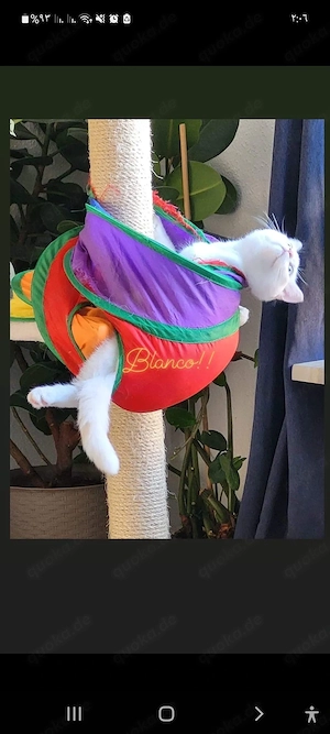 kater sucht ein neues Zuhause.