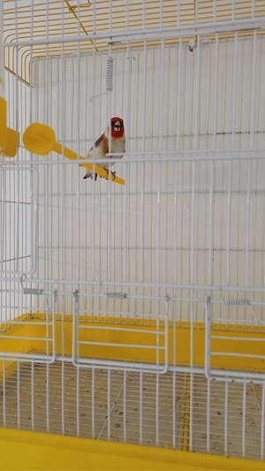 Stieglitz Major mänlich