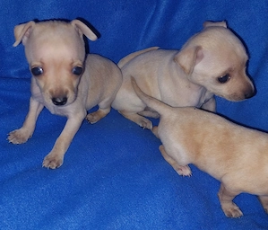 Prager Rattler suchen ein Zuhause 