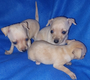 Prager Rattler suchen ein Zuhause  Bild 2