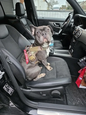 Französische Bulldogge Ares 2024 kastriert 