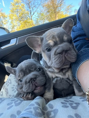 Französische Bulldoggen zu verkaufen