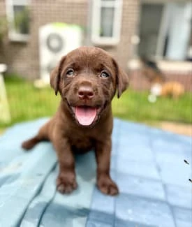Süßer schokobrauner Welpe sucht ein liebevolles Zuhause!   