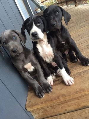 Majestätische Deutsche Doggen Welpen   sanfte Riesen suchen Zuhause   