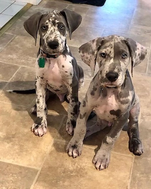 Majestätische Deutsche Doggen Welpen   sanfte Riesen suchen Zuhause   