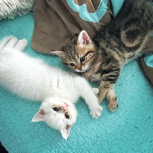 BKH wunderschöne Kuschelbärchen 