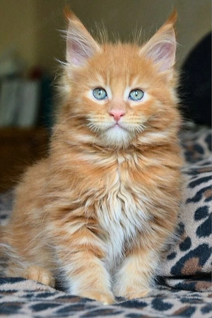 Kastrierte Maine-Coon-Kätzchen