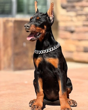 Wunderschöne Dobermann Welpen   Gesund, verspielt & bereit für ihr neues Zuhause   