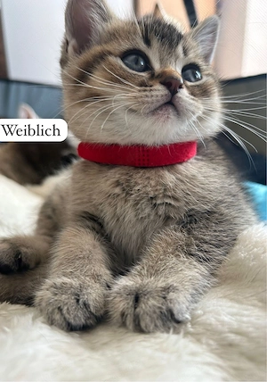 Zuckersüße BKH Kitten Mit viel Liebe aufgezogen (Abgabe ab 20.05.)