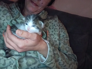 RESERVIERT !!!bis Freitag babykatzchen alle weiblich in ten Händen abzugeben 