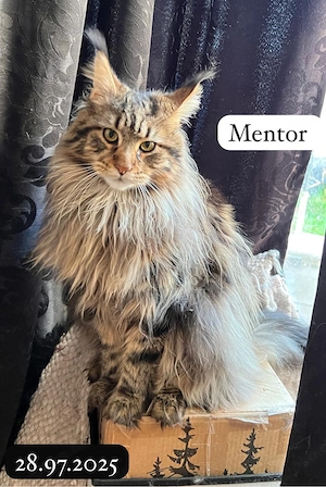 Reinrassige Main Coon Jungen mit Kaufvertrag Stammbaum mit Starter Paket abgabebereit Bild 9