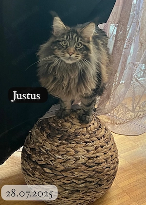 Reinrassige Main Coon Jungen mit Kaufvertrag Stammbaum mit Starter Paket abgabebereit Bild 10