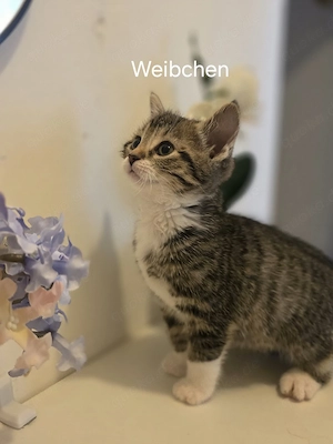 Schöne Katzen