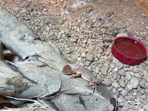 australische Taubagamen 1,2 