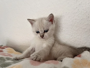 Weiße Babykatze, zwei monate alt