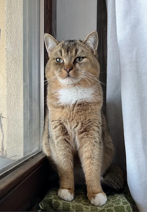 Süßer Kater abzugeben