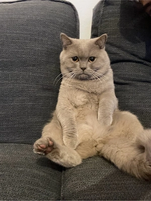 Wunderschöner BKH Kater (2,5 Jahre) zu verkaufen 