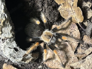 Brachypelma Boehmei mit Terrarium zu verkaufen 