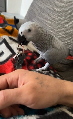 Zahme Graupapagei Dame (spricht) + großer Käfig, mit Papieren