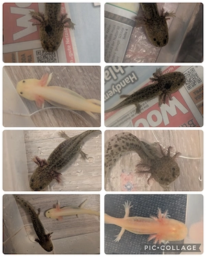Axolotl Jungtiere 10-15cm  BD frei - zw. 5 und 12 Monaten alt , diverse Farben 
