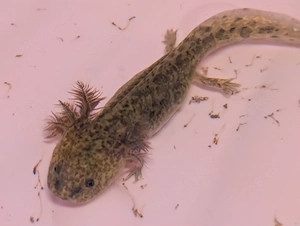 Süße Axolotl Babies 10cm 5 Monate alt in vielen Farben 