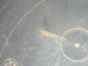 BD freie Futtergarnelen   Guppys , Garnelen als Gesellschaft  für Axolotl 10 Garnelen 20   Bild 4