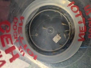 BD freie Futtergarnelen   Guppys , Garnelen als Gesellschaft  für Axolotl 10 Garnelen 20   Bild 3