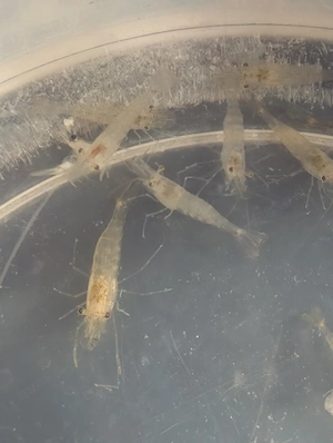 BD freie Futtergarnelen   Guppys , Garnelen als Gesellschaft  für Axolotl 10 Garnelen 20   Bild 2
