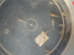 BD freie Futtergarnelen   Guppys , Garnelen als Gesellschaft  für Axolotl 10 Garnelen 20   Bild 5