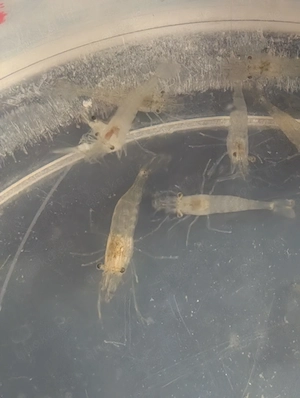 BD freie Futtergarnelen   Guppys , Garnelen als Gesellschaft  für Axolotl 10 Garnelen 20  