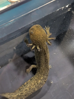 BD freie Futtergarnelen   Guppys , Garnelen als Gesellschaft  für Axolotl 10 Garnelen 20   Bild 6