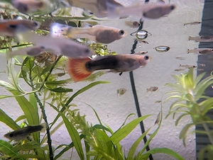 BD freie Futtergarnelen   Guppys , Garnelen als Gesellschaft  für Axolotl 10 Garnelen 20   Bild 9