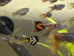 BD freie Futtergarnelen   Guppys , Garnelen als Gesellschaft  für Axolotl 10 Garnelen 20   Bild 10