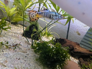 BD freie Futtergarnelen   Guppys , Garnelen als Gesellschaft  für Axolotl 10 Garnelen 20   Bild 8