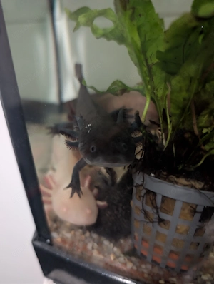 BD freie Futtergarnelen   Guppys , Garnelen als Gesellschaft  für Axolotl 10 Garnelen 20   Bild 7
