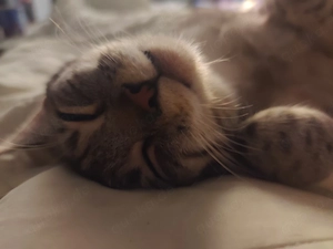 Wurfankündigung - Europäisch Kurzhaar (Mischlingskatzen)