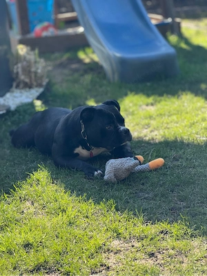 Liebenswerte American Bully Junghündin sucht Zuhause!